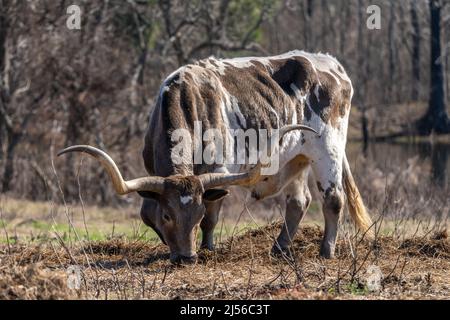 Un Texas longhorn Steer sgrana in un pascolo su un ranch in Texas. Foto Stock