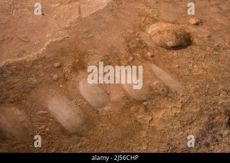 La Monarch Cave Ruin, un antico Puebloan indiano nativo americano di 1000 anni in una nicchia protettiva in un canyon nello shash JAA unità del Foto Stock