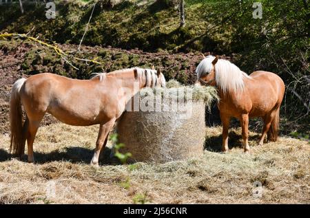 dai da mangiare ai cavalli con una palla di fieno Foto Stock
