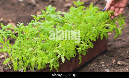 Mano della donna che batte giovani pianta verdi in contenitore su strada in tempo ventoso. Persona irriconoscibile che tocca delicatamente i saplings che crescono in vaso in giardino Foto Stock