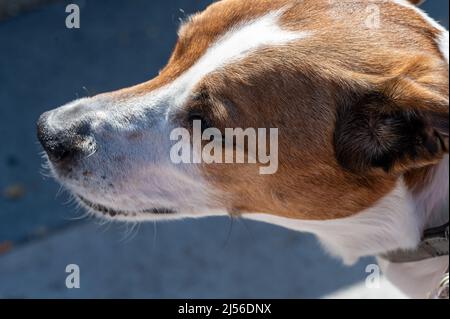 Capo del 12-ytear-old danese Farmdog svedese. Questa razza, che proviene dalla Danimarca e dalla Svezia meridionale, è vivace e fritta Foto Stock