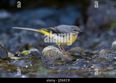 Gray wagtail, Motacilla cinerea, singolo uccello su roccia nel fiume, Derbyshire, marzo 2022 Foto Stock