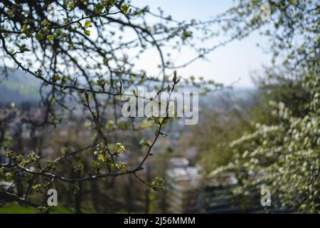 Germogli germoglianti su vecchi alberi in primavera - tutto comincia fiorire Foto Stock