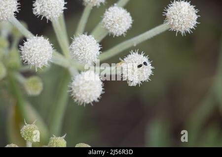 Fioriture bianche mescole ciclose umbel infiorescenza di Angelica Capitellata, Apiaceae, pianta perenne autoctona dei Monti San Bernardino, estate. Foto Stock