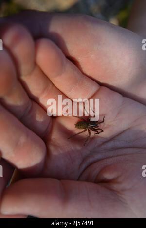 Ragno europeo che strisciare su una mano al sole Foto Stock