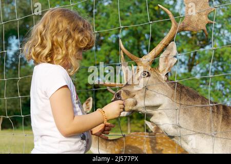 La bambina nutre un cervo alla riserva di gioco Foto Stock