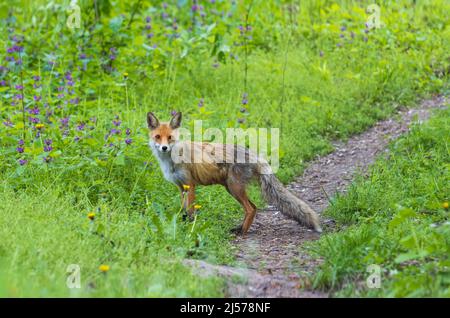 volpe su un percorso forestale tra le erbe fiorite Foto Stock