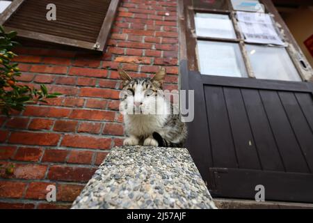 Houtong Cat Village, lungo la linea ferroviaria di Pingxi, il distretto di Ruifang, New Taipei City, Taiwan. Foto Stock