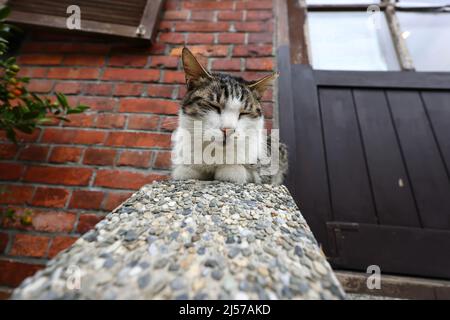 Houtong Cat Village, lungo la linea ferroviaria di Pingxi, il distretto di Ruifang, New Taipei City, Taiwan. Foto Stock