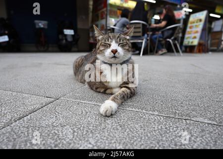 Houtong Cat Village, lungo la linea ferroviaria di Pingxi, il distretto di Ruifang, New Taipei City, Taiwan. Foto Stock