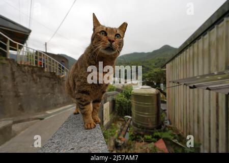 Houtong Cat Village, lungo la linea ferroviaria di Pingxi, il distretto di Ruifang, New Taipei City, Taiwan. Foto Stock