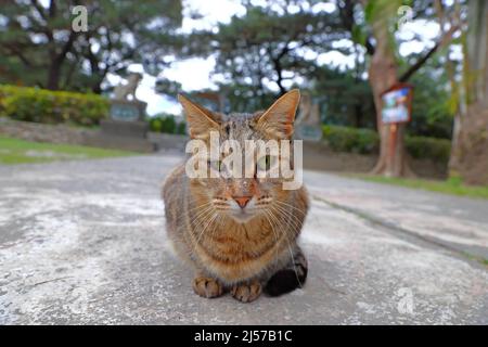 Houtong Cat Village, lungo la linea ferroviaria di Pingxi, il distretto di Ruifang, New Taipei City, Taiwan. Foto Stock