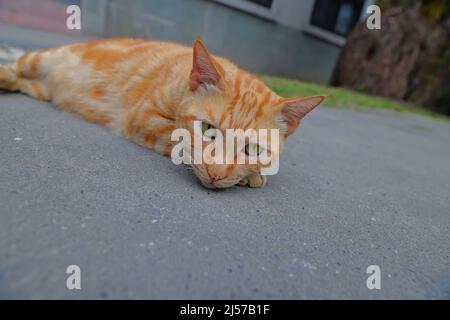 Houtong Cat Village, lungo la linea ferroviaria di Pingxi, il distretto di Ruifang, New Taipei City, Taiwan. Foto Stock