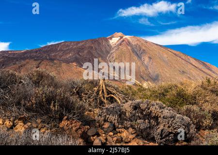 Escursioni in febbraio intorno alle roques de Garcia ai piedi del vulcano Monte Teide parco nazionale Tenerife Isole Canarie. Foto Stock