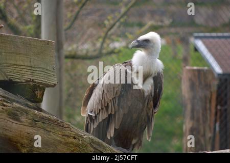 Griffon o Griffon Eurasian o Gips fulvus closeup o ritratto arroccato su albero durante la migrazione invernale al deserto parco nazionale jaisalmer Rajas Foto Stock