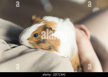 Sheltie Guinea maiale rosso-bianco seduto sulla spalla del suo proprietario copia spazio . Foto di alta qualità Foto Stock