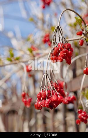 Ramo di rosso guelder rosa bacche durante l'inverno. Sfondo con spazio di copia. Simbolo ucraino tradizionale. Messa a fuoco selettiva, immagine verticale Foto Stock