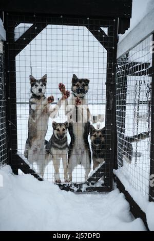 Diversi giovani cani randagi stanno aspettando il loro uomo dietro la recinzione della gabbia. Prendere il mutt dal rifugio. Slitta settentrionale Alaskan huski Foto Stock