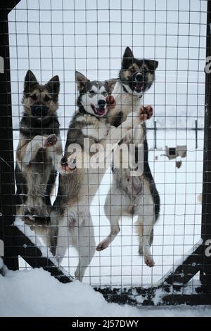 Diversi giovani cani randagi stanno aspettando il loro uomo dietro la recinzione della gabbia. Prendere il mutt dal rifugio. Slitta settentrionale Alaskan huski Foto Stock