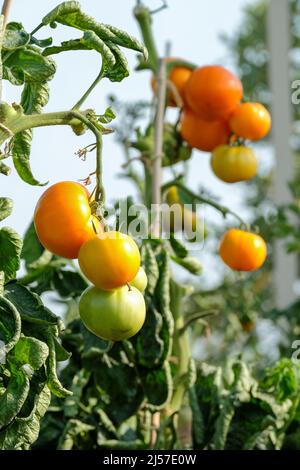 Solanum lycopersicum 'Orange Wellington', Tomato 'Orange Wellington'. Frutta che cresce sulla vite Foto Stock