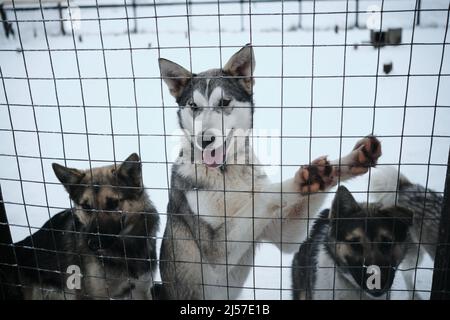 Diversi giovani cani randagi stanno aspettando il loro uomo dietro la recinzione della gabbia. Prendere il mutt dal rifugio. Slitta settentrionale Alaskan huski Foto Stock