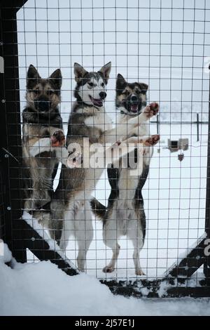 Diversi giovani cani randagi stanno aspettando il loro uomo dietro la recinzione della gabbia. Prendere il mutt dal rifugio. Slitta settentrionale Alaskan huski Foto Stock