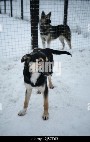 Un cucciolo nero e marrone in una voliera in inverno nella neve. Un giovane Husky dell'Alaska. Rifugio per cani senza tetto. Foto Stock