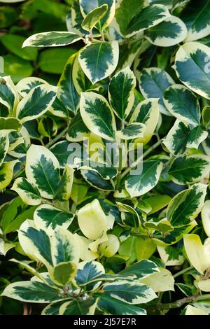 Ilex x altaclerensis 'Re d'oro'. Holly "Golden King". Fogliame variegato Foto Stock