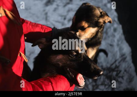 Toccare la museruola del cane con le mani è un ritratto da primo piano. La donna è venuta in un rifugio animale per scegliere un cane per se stessa. Cuccioli di slitta settentrionale Alaska Foto Stock