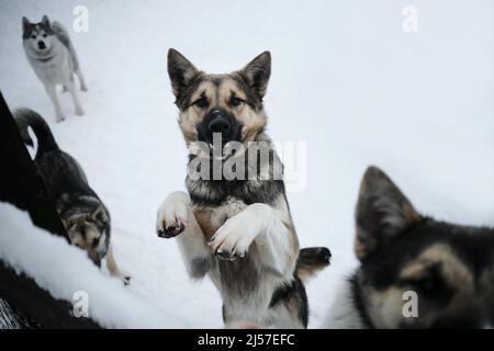 Tre cani muti grigi da un rifugio senza tetto vogliono trovare nuova casa e famiglia. Allevamento di slitte nord Alaskan e Husky siberiani in inverno nevoso. Por Foto Stock