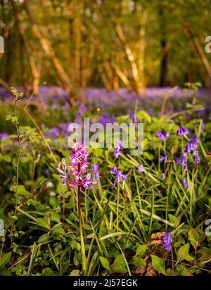Un'orchidea viola primorporca (Orchis mascola) cresce tra i bluebells britannici (Hyacinthoides non-scripta) nel bosco nel Sussex occidentale, Inghilterra, Regno Unito. Foto Stock
