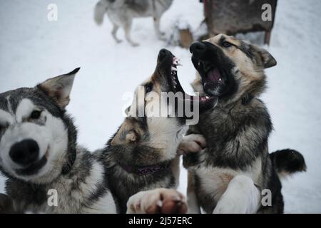 Tre cani muti grigi da un rifugio senza tetto vogliono trovare nuova casa e famiglia. Allevamento di slitte nord Alaskan e Husky siberiani in inverno nevoso. Clo Foto Stock