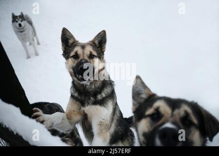 Allevamento di slitte nord Alaskan e Husky siberiani in inverno nevoso. Primo piano verticale. I cani muti grigi dal rifugio senza tetto vogliono trovare una nuova casa Foto Stock