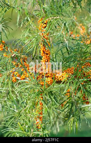 Hippophae Rhamnoides, 'Hikul'. Fibbietta di mare 'Hikul'. Bacche d'arancia all'inizio dell'autunno. Foto Stock