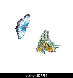 Due farfalle esotiche e luminose evidenziate su sfondo bianco. Piccolo blu e multicolore. Illustrazione acquerello per il disegno delle cartoline, mer Foto Stock