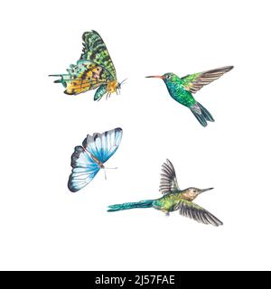 Due farfalle esotiche e colibrì luminosi evidenziati su sfondo bianco. L'illustrazione di acquerello è adatta per il disegno delle cartoline, mer Foto Stock