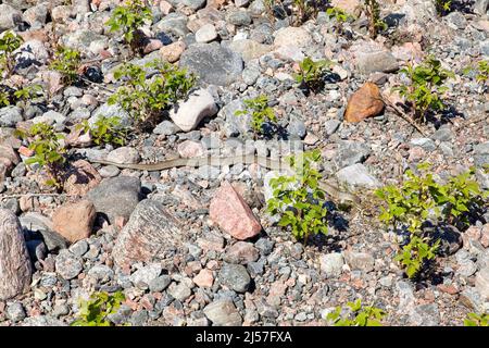 Serpente di erba sulla riva del mare a Utö, Arcipelago Mare, Finlandia. Foto Stock