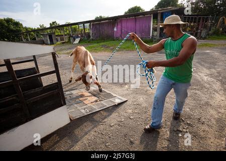 Panamanian cowboy sta conducendo un vitello sul camion di pick-up per il trasporto ai campi verdi, a Penonome, provincia Cocle, Repubblica di Panama. Foto Stock