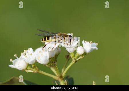 Primo piano hoverfly femminile famiglia Syrphus Syrphidae su fiori bianchi di Laurustinus o laurustina (viburnum tinus). Primavera, aprile, giardino olandese. Verde Foto Stock