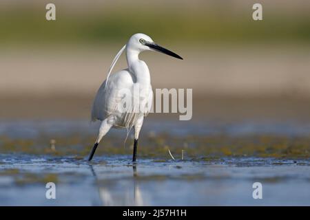 Little egret, Fiumicino (RM), Italia, maggio 2017 Foto Stock