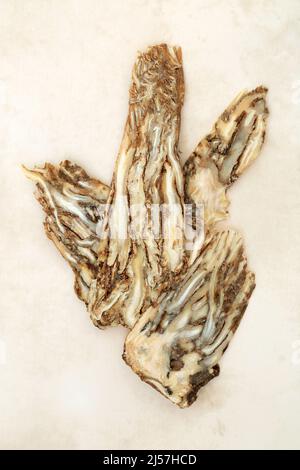 Angelica sinensis radice erba usata in medicina vegetale cinese per trattare anoressia, bruciore di stomaco, flatulenza, artrite, ictus, demenza. Foto Stock