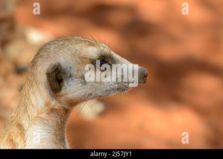 Un meerkat allerta (Suricata suricatta) alla ricerca di predatori nelle dune di sabbia rossa del deserto di Kalahari, Hardap Region, Namibia, Sud-Ovest Africa Foto Stock