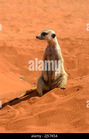 Un meerkat allerta (Suricata suricatta) alla ricerca di predatori nelle dune di sabbia rossa del deserto di Kalahari, Hardap Region, Namibia, Sud-Ovest Africa Foto Stock