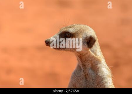 Un meerkat allerta (Suricata suricatta) alla ricerca di predatori nelle dune di sabbia rossa del deserto di Kalahari, Hardap Region, Namibia, Sud-Ovest Africa Foto Stock