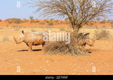 Due rinocerosi bianchi (Ceratotherium simum) ricoperti di fango che si erge nelle dune di sabbia rossa del deserto di Kalahari, Namibia, Africa Meridionale Foto Stock