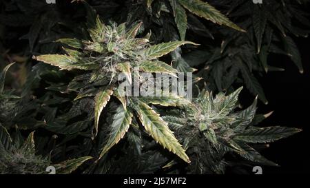 Coni di canapa con foglie verdi e gialle, vista macro. Ripen marijuana pianta su sfondo nero. Cespuglio femminile di cannabis con fiori in fiore e bianchi Foto Stock