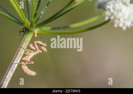 Mantis nana europea, Ameles spallanzania, femmina, una specie di mantide orante. Foto Stock