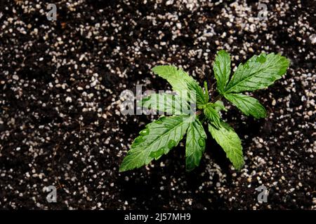 Germoglio di cannabis in una scatola di crescita, vista macro. Piccola pianta di marijuana in una scatola di coltivazione con terreno di cocco, vista dall'alto, posa piatta. Concetto di crescita micro. Innaffiare Foto Stock