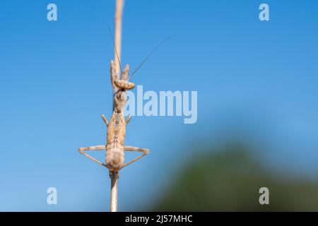 Mantis nana europea, Ameles spallanzania, femmina, una specie di mantide orante. Foto Stock