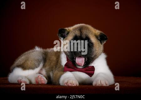 Ritratto di un cane Akita Inu piccolo serio Foto Stock